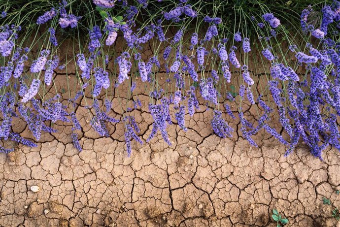 Archivo - Flores de lavanda sobre el suelo, a 30 de junio de 2023, en Brihuega, Guadalajara, Castilla La-Mancha (España). 