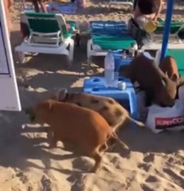 Jabalíes en una playa de Marbella