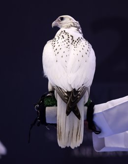 On the 19th edition of ADIHEX's falconry auction 2022, the most expensive falcon in the event's history,  a Pure Gyr American ultra-white, was auctioned for AED 1,100,000 (about $275,000). The competitive falconry auction was one of most well-liked attr