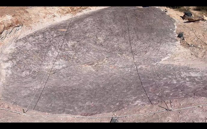 Aparecen nuevas huellas fósiles de vertebrados del Cretácico en Tamajón
