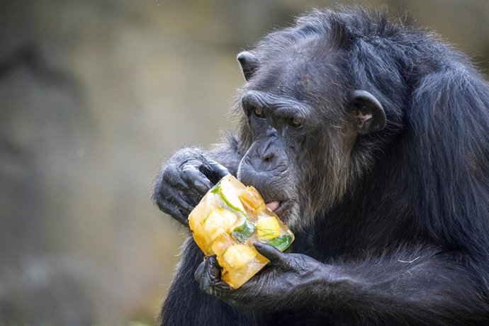 Los animales de BIOPARC Valencia disfrutan de refrescantes helados