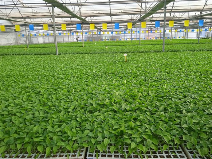 Cepellones de pimiento listos para su trasplante en invernadero.