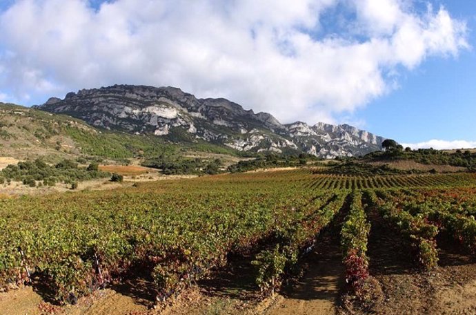 Archivo - Viñedos en Rioja Alavesa