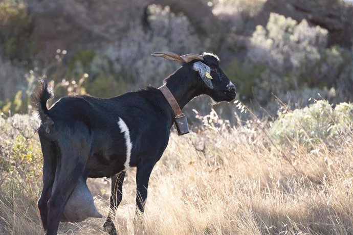 Imagen de recurso de una cabra en la isla de La Gomera