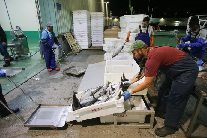 Archivo - Los marineros del barco y los trabajadores de la lonja descargan las piezas del túnido durante una descarga de bonito en el Puerto de Burela, a 15 de junio de 2023, en Burela, Lugo, Galicia (España). El volantero Regino Jesús, con base en Puer