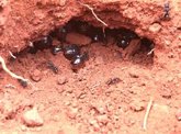 Foto: Las potentes propiedades antimicrobianas de la miel de las hormigas melíferas