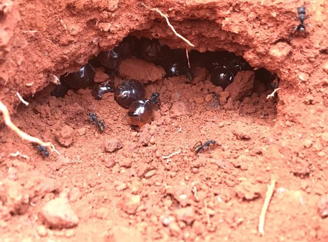 Hormiga Honeypot Australiana.