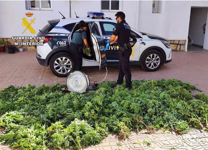 Agentes de la Guardia Civil posan con las plantas de marihuana intervenidas