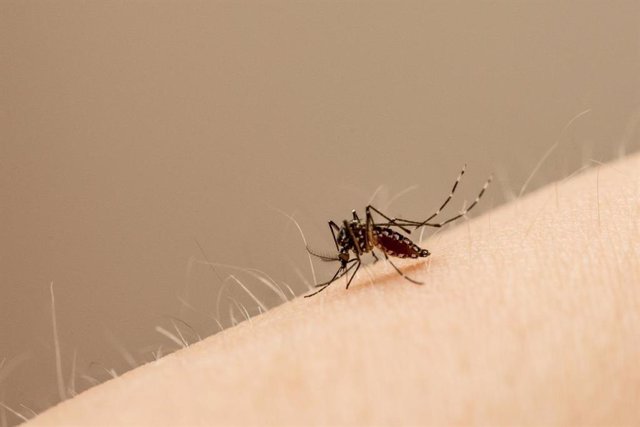 Archivo - Edes aegypti es el mosquito principal que transporta el virus Zika