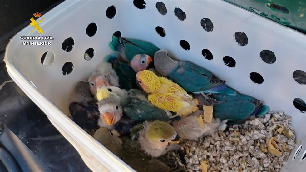 Los vendedores tenían 29 aves exóticas protegidas