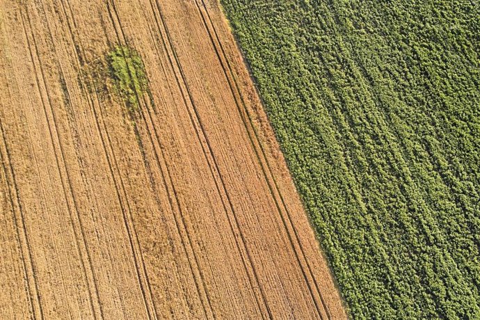 Archivo - Un campo de forraje, a 29 de junio de 2023, en Xinzo de Limia, Ourense, Galicia (España). 