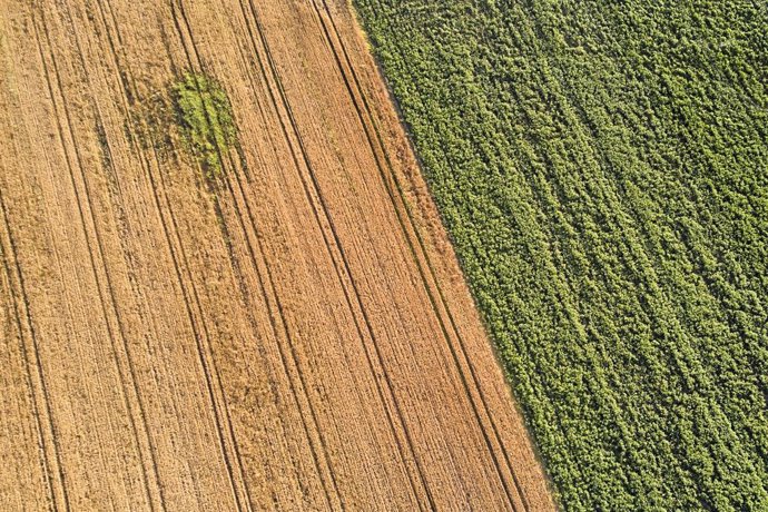 Archivo - Un campo de forraje, a 29 de junio de 2023, en Xinzo de Limia, Ourense, Galicia (España). Se denomina forraje a las hierbas, pastos verdes o secos y, por extensión, diversas plantas u órganos vegetales que se emplean para alimentar los animale