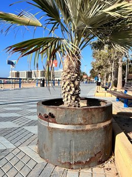 Macetero degradado en la Playa del Postiguet