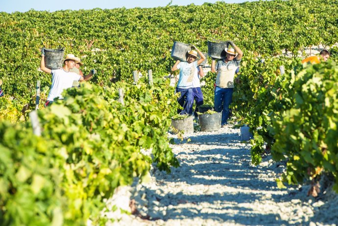 Archivo - Trabajadores vendimiando en una viña del Marco de Jerez, en una foto de archivo.