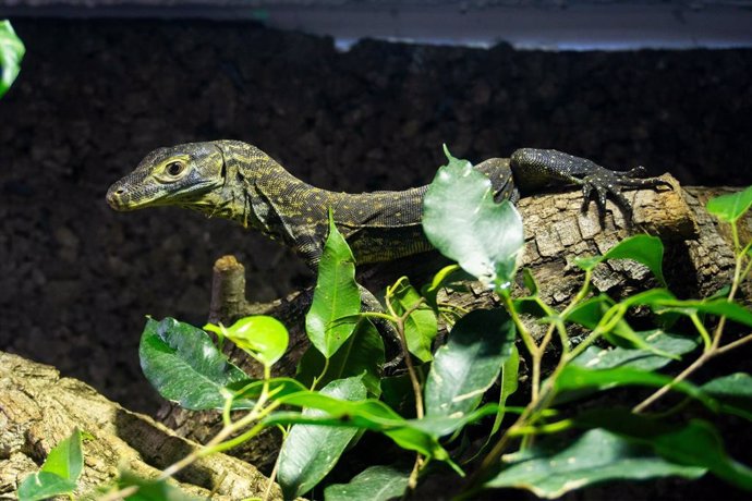 Las crías de dragón de Komodo nacidas en Bioparc Fuengirola cumplen seis meses