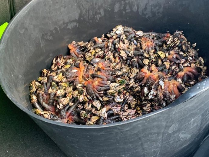 Parte de los percebes decomisados