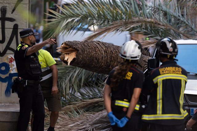Una palmera ha caigut al barri del Raval de Barcelona i una noia de 20 anys ha mort per l'impacte.