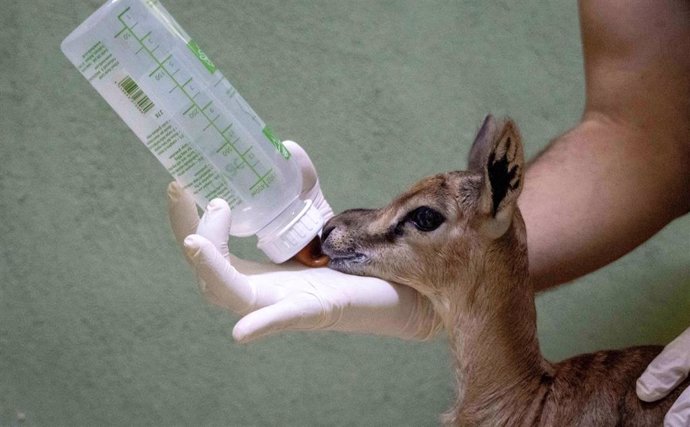 Cría de gacela tomando un biberón en el Bioparc