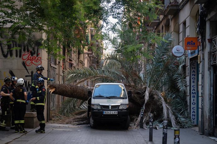 Bombers i Mossos d'Esquadra acudeixen al Raval de Barcelona on ha caigut una palmera a una dona, a 3 d'agost de 2023, a Barcelona, Catalunya (Espanya). Una dona de 20 anys ha mort avui en caure-li damunt una palmera al carrer Joaquim Costa del barri
