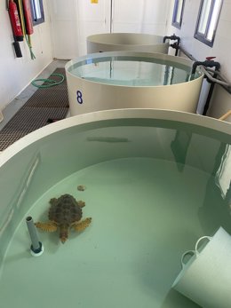 Tortuga en el Centro de  Gestión del Medio Marino de la Junta.
