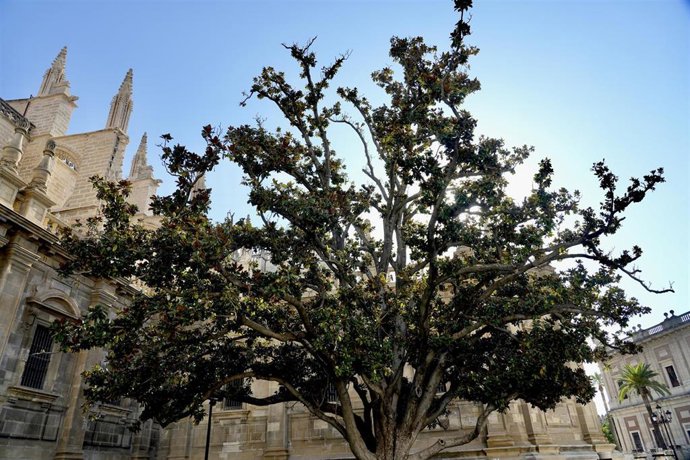 Estado actual del magnolio junto a la Catedral de Sevilla.