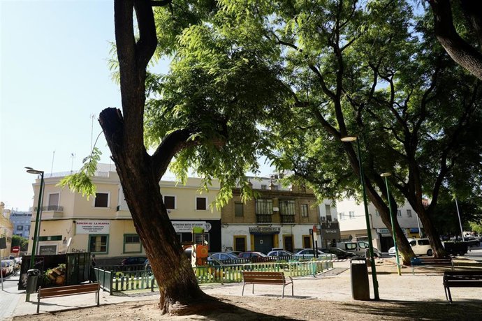 Plaza Tívoli, en Amador de los Ríos, en Sevilla, donde se ha desplomado una rama de grandes dimensiones como consecuencia de un hongo y de las altas temperaturas.