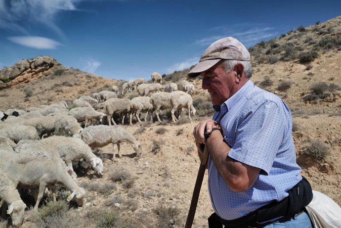 Archivo - El pastor José Manuel García con sus ovejas en el campo de Belchite 