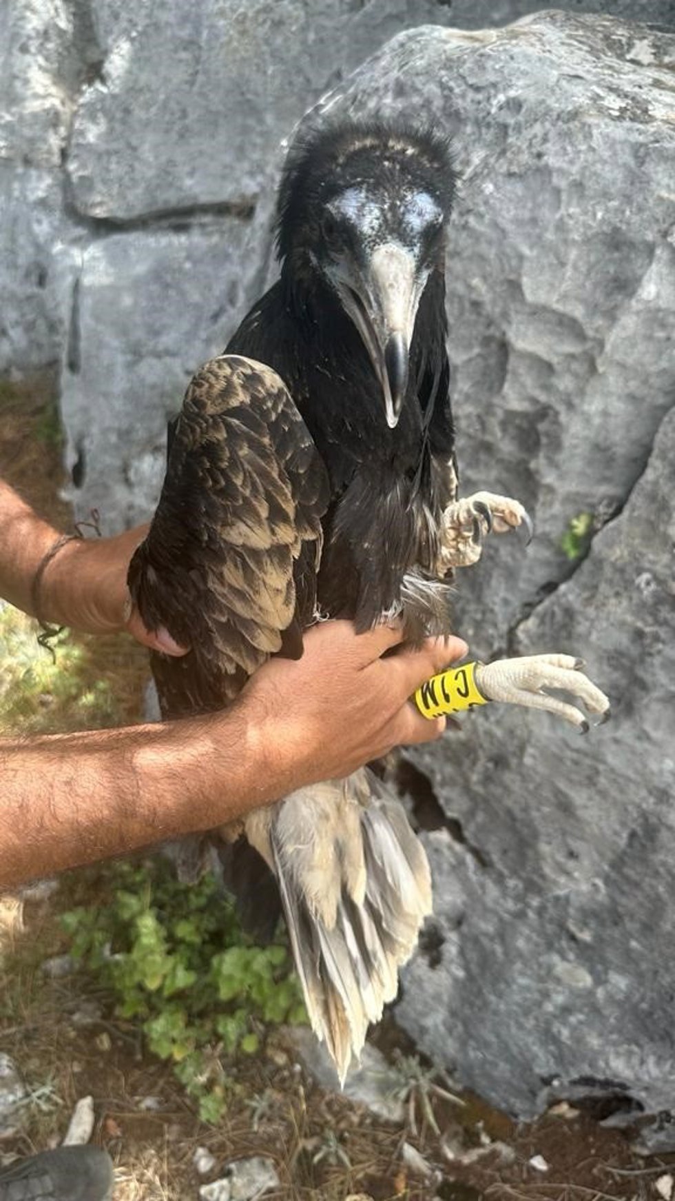 Uno de los pollos de alimoche a los que la Junta ha colocado emisores GPS.