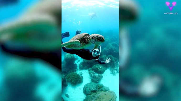 Isla Toomey, científica marina de 23 años, estaba buceando en Cairns (Queensland, Australia) cuando una dulce tortuga marina llamada Sweetie le hizo una visita.