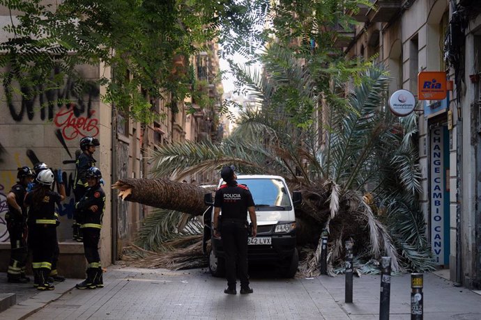 Bomberos y Mossos d'Esquadra acuden al Raval de Barcelona donde ha caído una palmera a una mujer