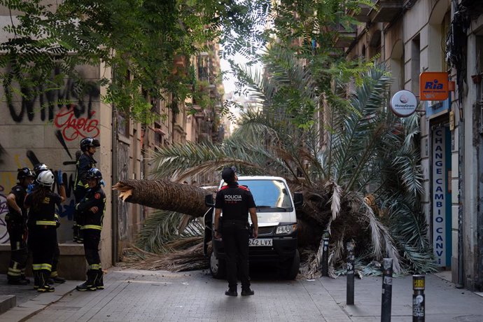 Bombers i Mossos d'Esquadra acudeixen al Raval de Barcelona on ha caigut una palmera a una dona