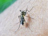 Foto: Andalucía alerta de la circulación de mosquitos con Virus del Nilo Occidental en municipios de Sevilla y Huelva