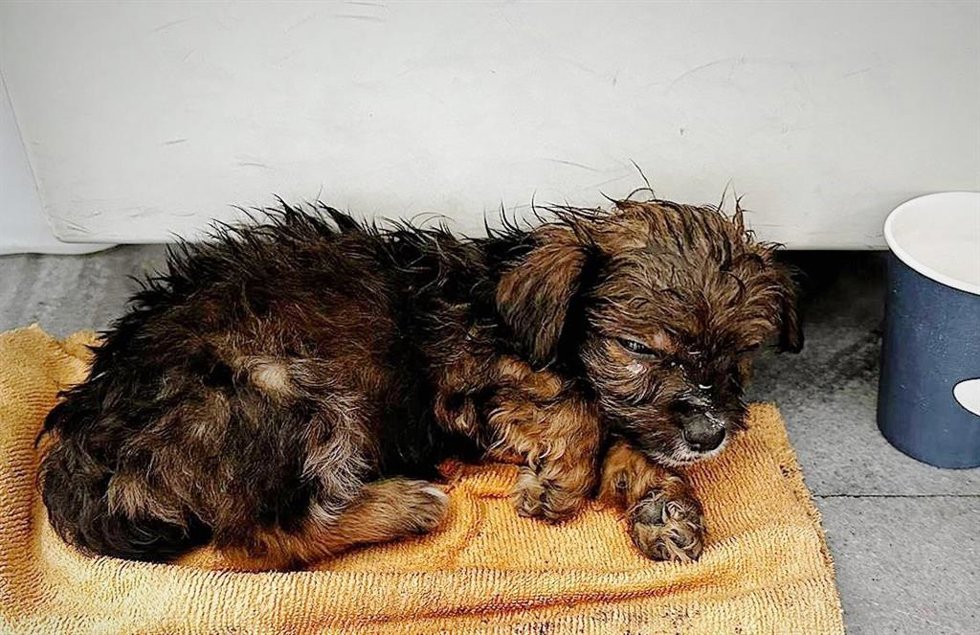 Perrita víctima de maltrato animal en Granada