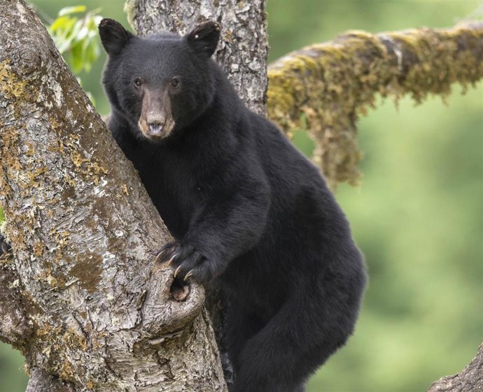 Archivo - Foto de archivo de un oso negro