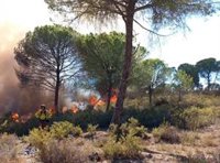 El 70% del perímetro del fuego en Bonares (Huelva) está ya "asegurado" y más de 100 efectivos trabajan en la zona