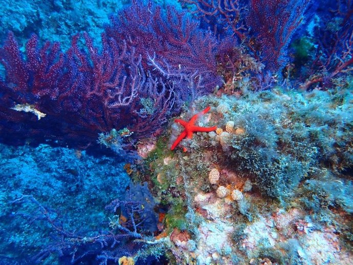 Inmersión Fundación Blue Life (Ibiza Sostenible): Fondos coralígenos en Baleares