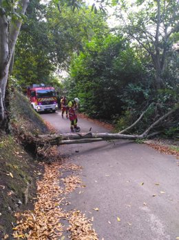 Bomberos retiran árboles de la calzada en Güemes