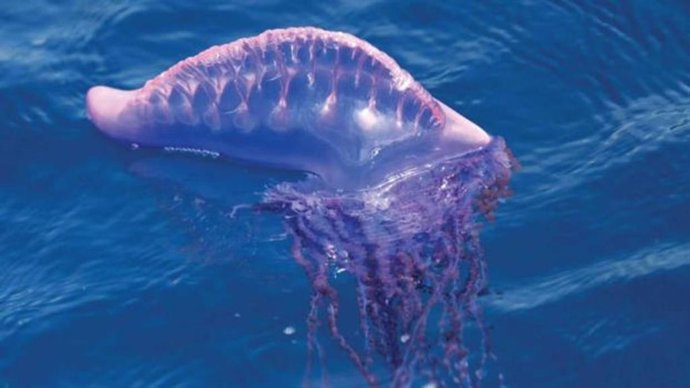 Archivo - Un ejemplar de carabela portuguesa