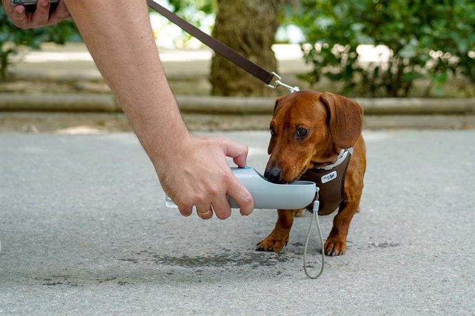 Archivo - A una mascota le dan a bebe agua en el  Parque de Maria Luisa en la primera ola de calor con temperaturas que sobrepasaran los 40 grados a 12 de junio del 2022 en Sevilla (Andalucía, España)