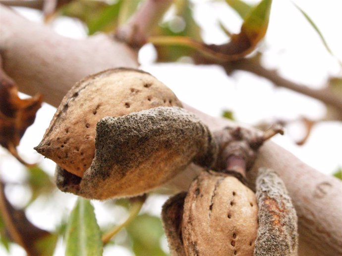 Archivo - Imagen de una almendra foreciendo. 