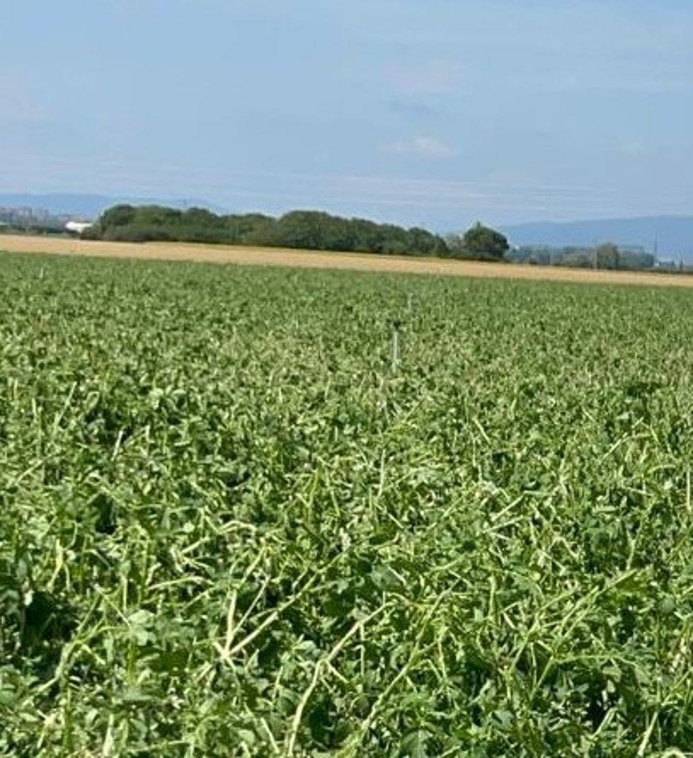La afectación de estas tormentas ha sido importante en los cultivos