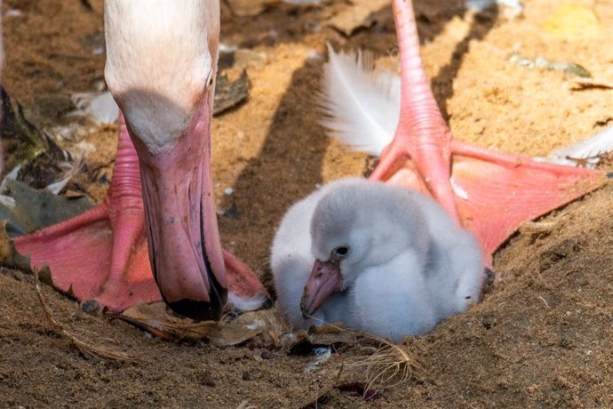 Nacen nuevas crías de flamenco en Bioparc Fuengirola (Málaga)