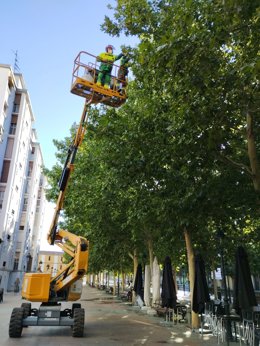 Actuación municipal para aplicar repelente contra los estorninos.