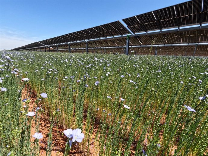 Cultivo agrivoltaico en la planta solar Las Corchas de Carmona (Sevilla).