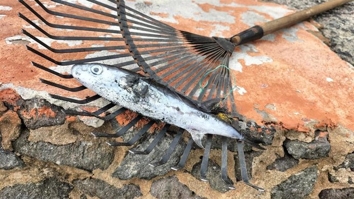 Pez globo en la playa de Las Canteras, en Las Palmas de Gran Canaria