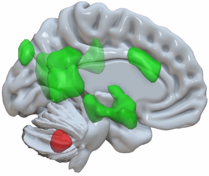 Archivo - El cerebelo (activación en rojo) se comunica con varias áreas del cerebro (activaciones en verde) para mejorar el almacenamiento de la información emocional.