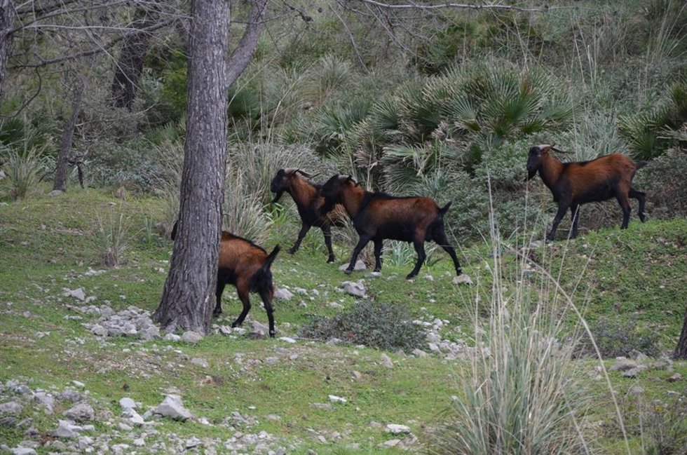 Archivo - Ejemplares de cabra mallorquina.