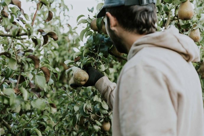 La previsión de recogida supone un aumento respecto al año anterior