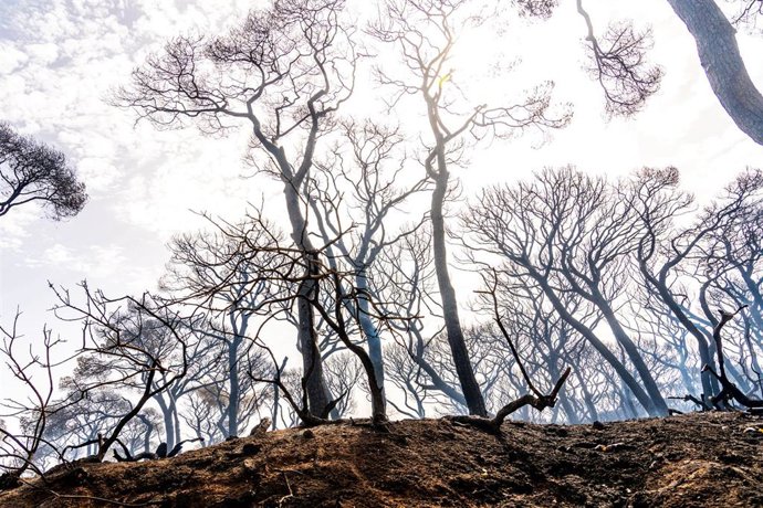 Vista del parque de las Canteras tras el incendio declarado este domingo en Puerto Real  a 07 de agosto del 2023 en Puerto Real (Cádiz, Andalucía). 