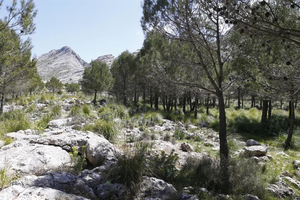 Archivo - Imágenes de la finca de Son Torrella de Escorca.